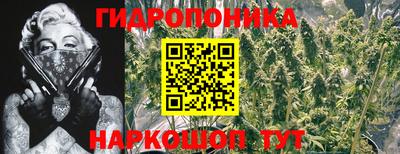 гашик Гатчина